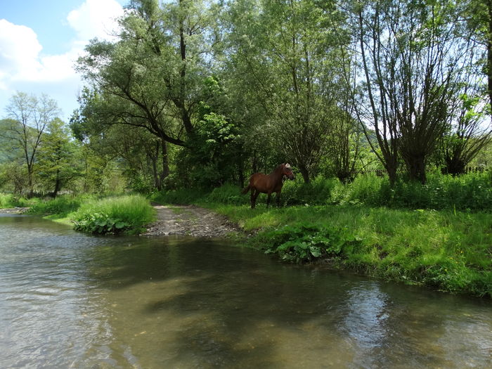 DSC07076 - De prin natura 2016