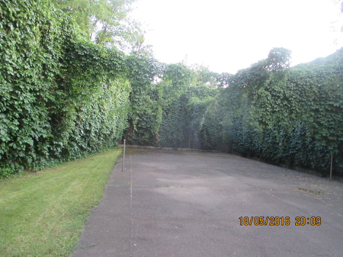 IMG_3810 - Luna mai 2016 la Gradina mea de vis