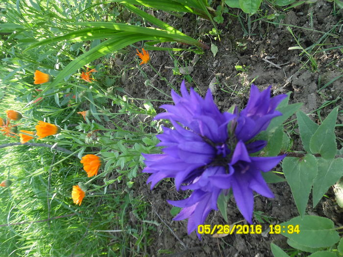 Campanaula glomerula - Plante perene cu flori