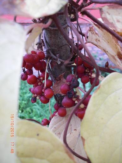 Schisandra 15oct