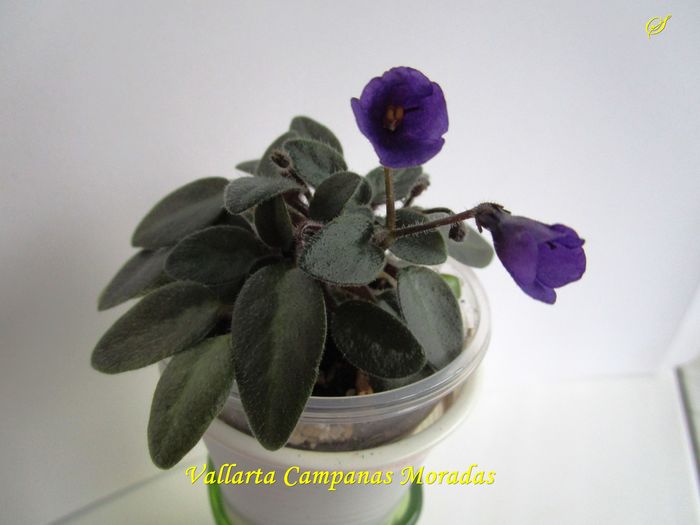 Vallarta Campanas Moradas (27-05-2016)