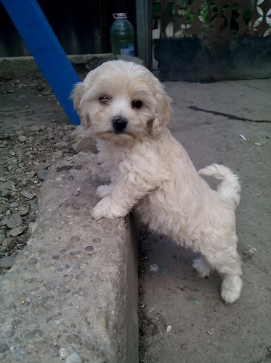 2 luni jumate - bichon