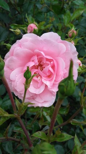 20160527_072500