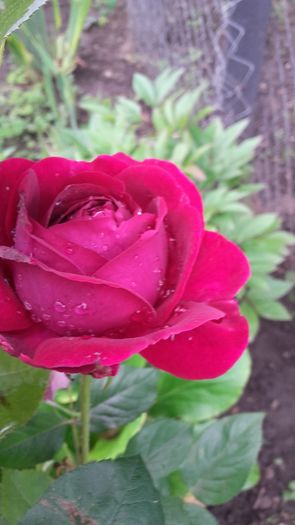 20160527_072534