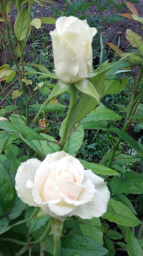 20160527_072550