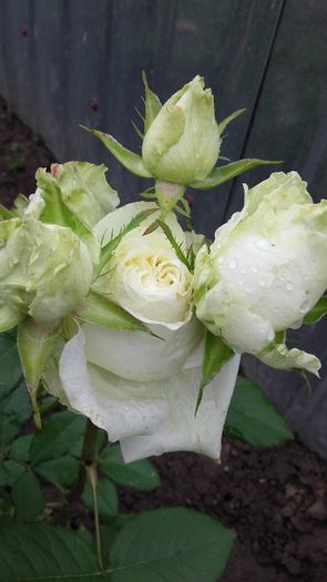 20160527_072617