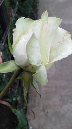 20160527_072646