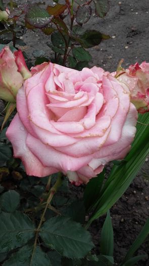 20160527_072657