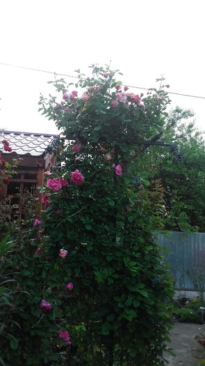 20160524_072614 - Gradina cu flori