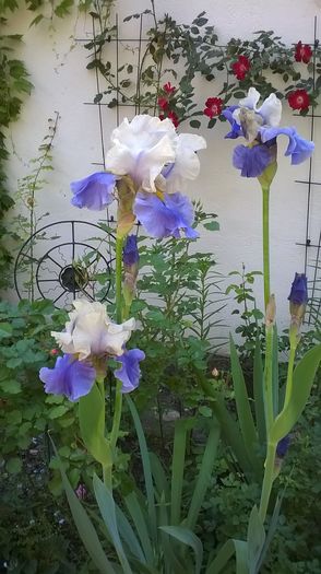 WP_20160521_026