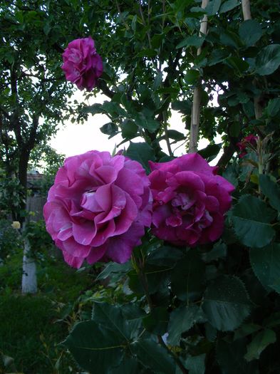 Climbing violette parfumee - Trandafiri urcatori 2016