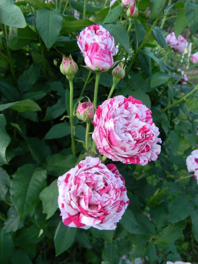 Variegata di Bologna