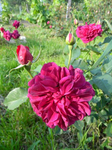 Darcey Bussell - Trandafiri 2016