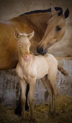 FB_IMG_1464093083905