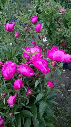Bujor roz batut - Primavara 2016