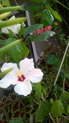 Trandafir japonez alb - Primavara 2016