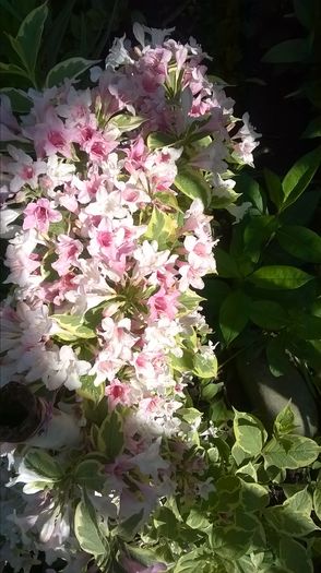 Weigela roz