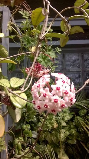 Floarea de ceara - Primavara 2016