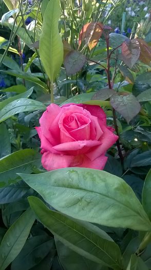 Trandafir mare roz - Primavara 2016