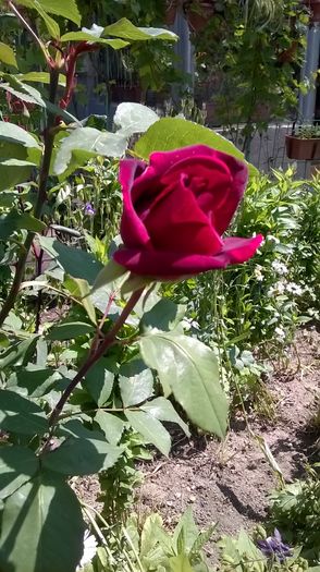 Trandafir rosu parfumat - Primavara 2016