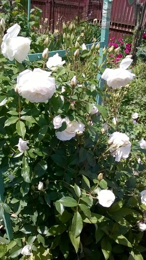 Trandafir alb - Primavara 2016
