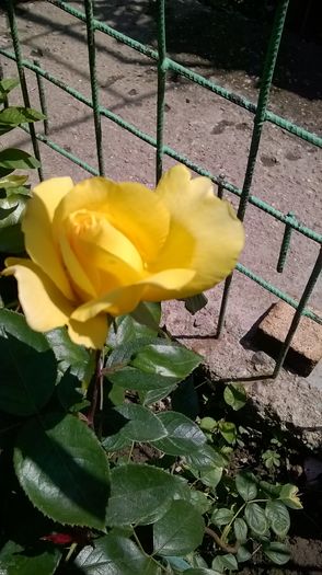 Trandafir galben Teo - Primavara 2016