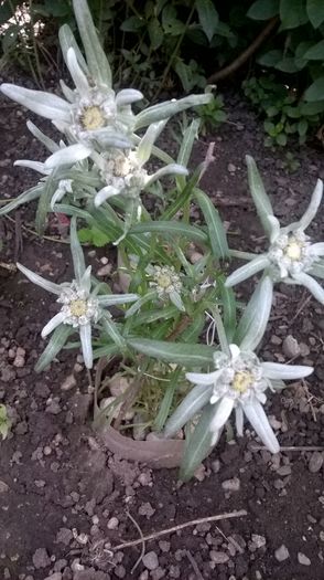 Floarea de colt - Primavara 2016