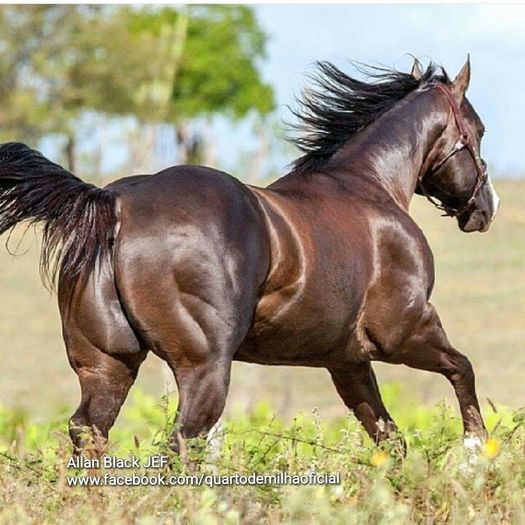 FB_IMG_1464241696241 - C Pentru cei care le plac aceste animale