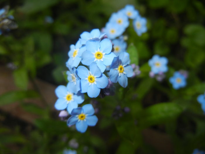 Myosotis alpestris (2016, April 09)