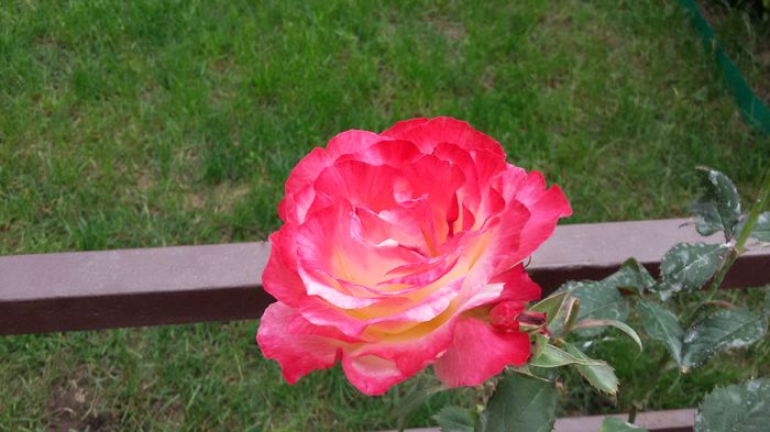 Double Delight5 -2016