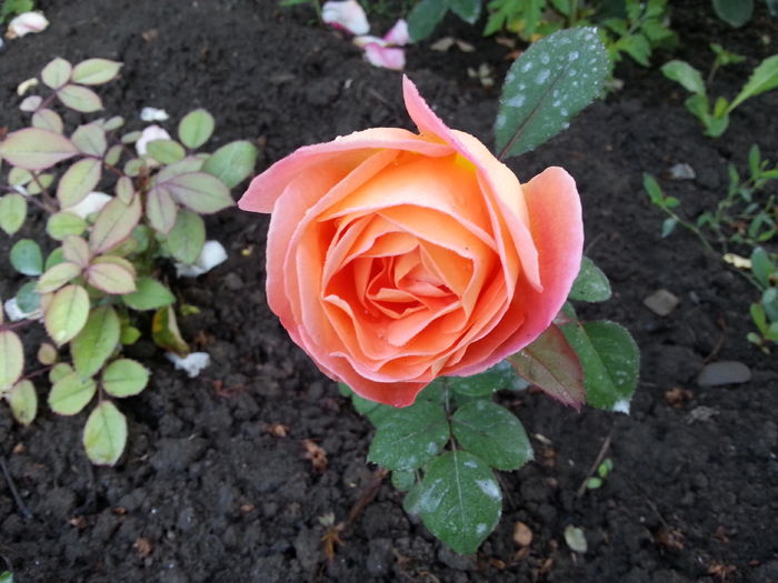 lady emma hamilton