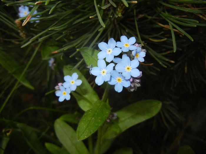 Myosotis alpestris (2016, April 10)