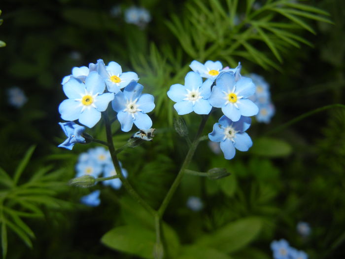 Myosotis alpestris (2016, April 10)