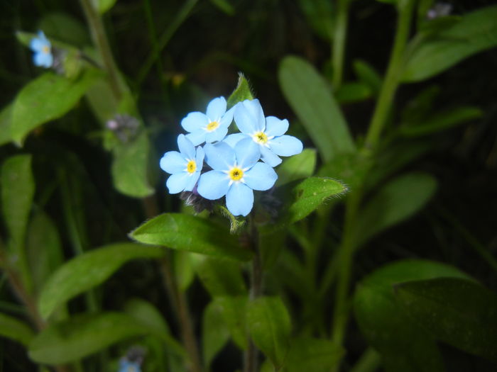Myosotis alpestris (2016, April 10)