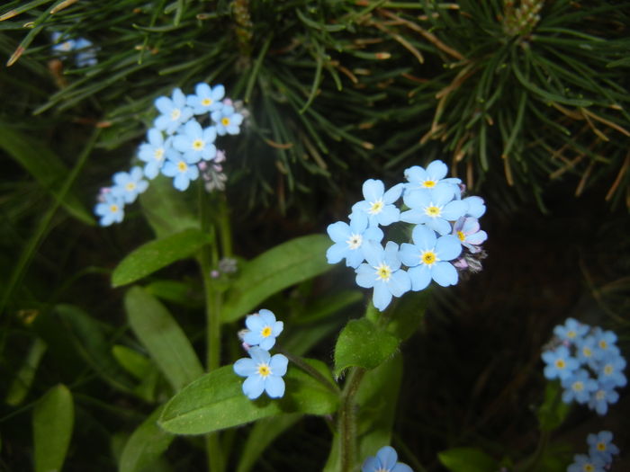 Myosotis alpestris (2016, April 10)