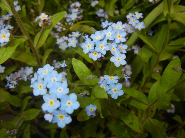 Myosotis alpestris (2016, April 10) - MYOSOTIS Alpestris