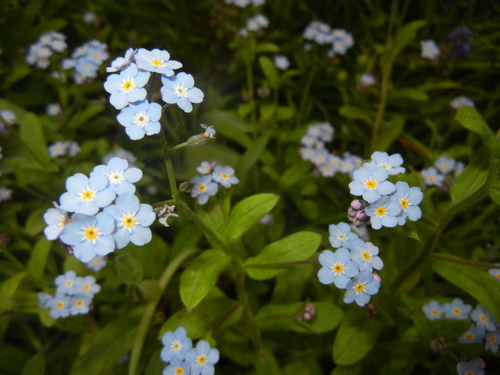 Myosotis alpestris (2016, April 10) - MYOSOTIS Alpestris