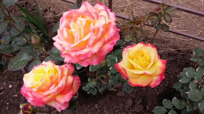 Pullman Orient Express20 -2016