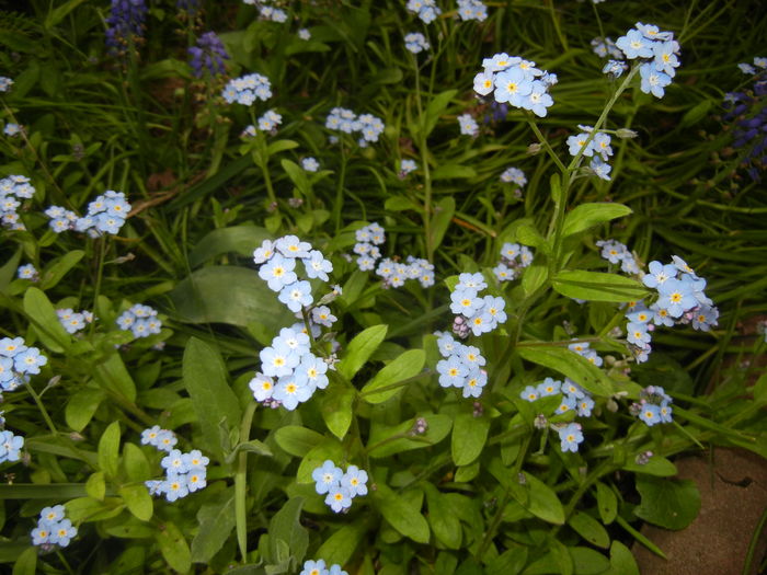 Myosotis alpestris (2016, April 10)