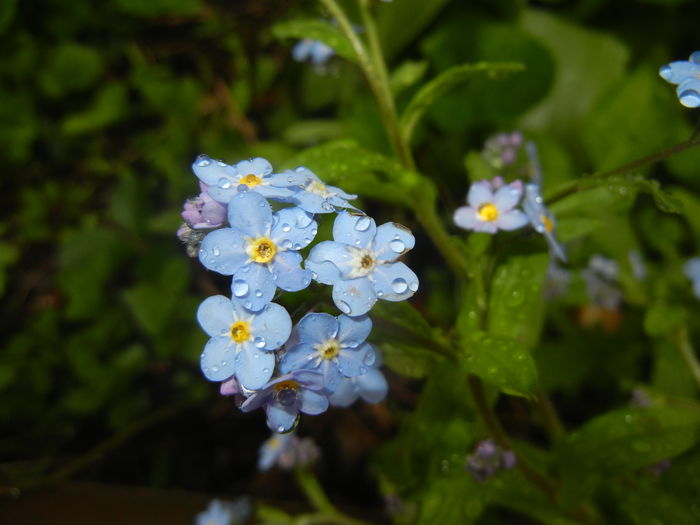 Myosotis alpestris (2016, April 11)