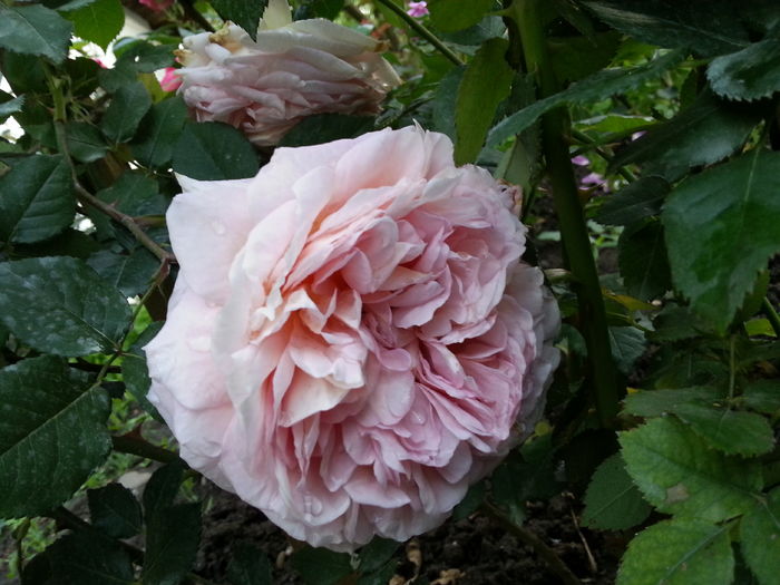 20160525_200347[2] - abraham darby