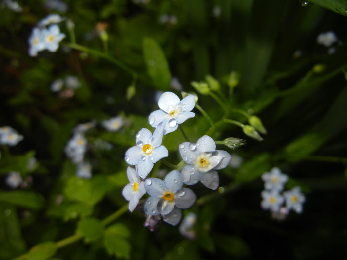 Myosotis alpestris (2016, April 11) - MYOSOTIS Alpestris