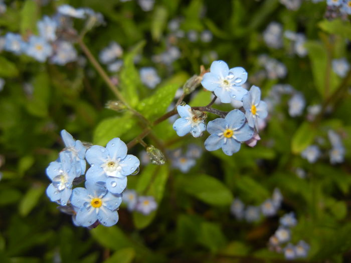 Myosotis alpestris (2016, April 11)