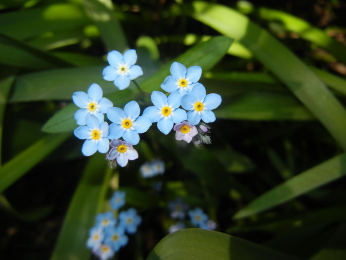 Myosotis alpestris (2016, April 13) - MYOSOTIS Alpestris