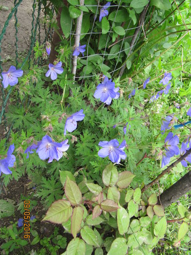 Geranium - 2016 Mai