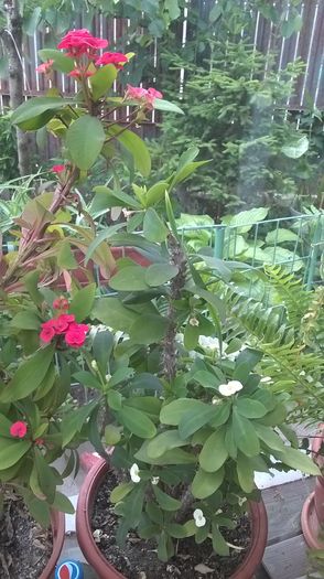 Coronita lui isus/Euphorbia -rosie si alba - Primavara 2016