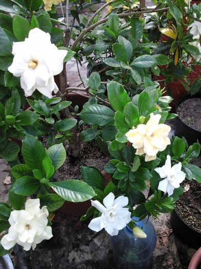 20120101_021810 - Gardenia - galbena jasminoidis Aurea 11 ani