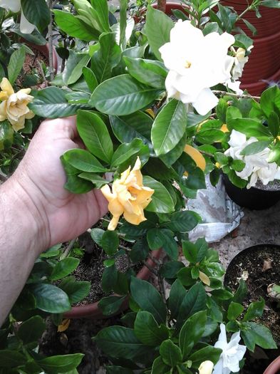 20120101_021825 - Gardenia - galbena jasminoidis Aurea 11 ani