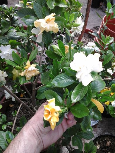20120101_021831 - Gardenia - galbena jasminoidis Aurea 11 ani