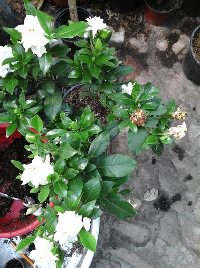 20120101_022021 - Gardenia - galbena jasminoidis Aurea 11 ani